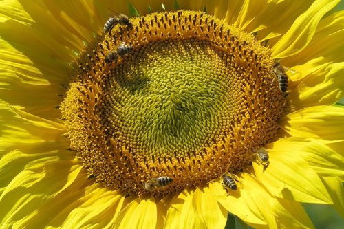 sunflower  blossom  bloom