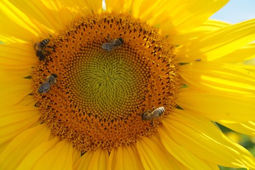 sunflower  yellow  flower