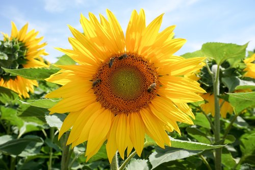 sunflower  yellow  flower