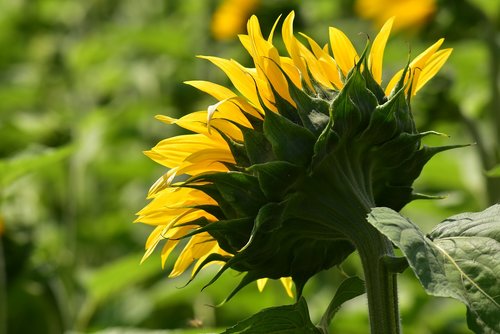 sunflower  bright  blossom