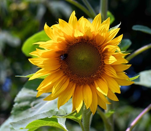 sunflower  blossom  bloom