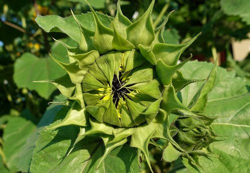 sunflower  bud  closed