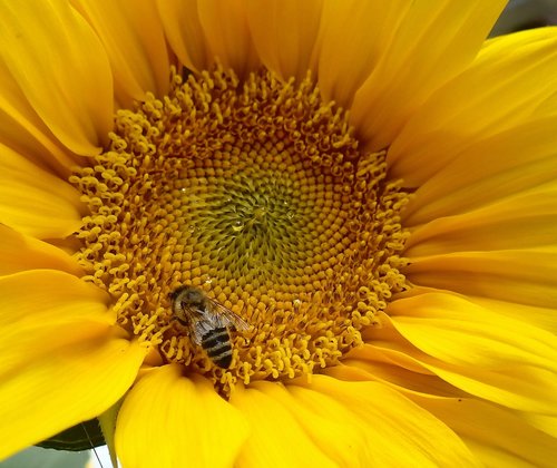 sunflower  wild bee  honey