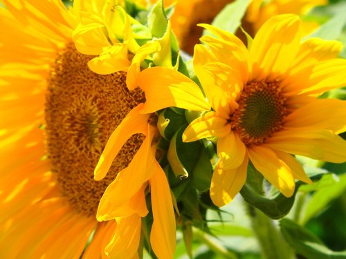 sun flower  close up  bright