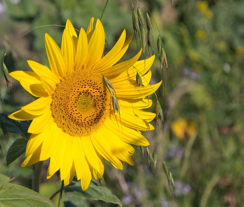 sunflower  flower  plant