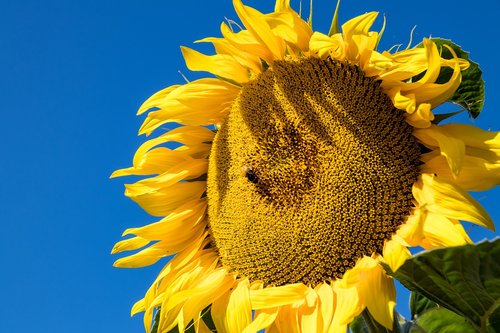 sunflower  flower  plant