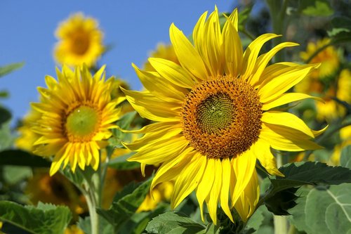 sunflower  flower  bright