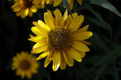 sunflower  yellow  nature