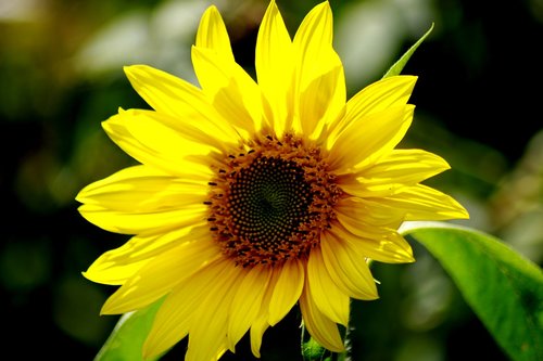 sunflower  yellow  light