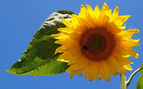 sunflower  yellow  blossom