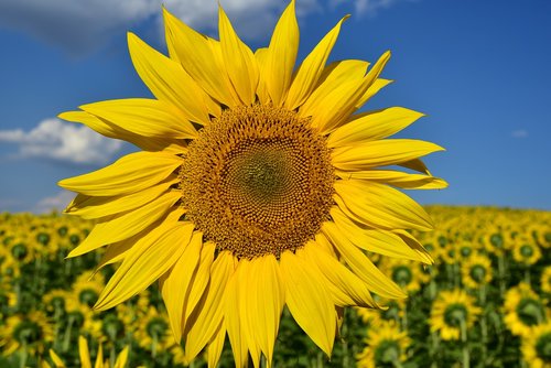 sunflower  close up  nature