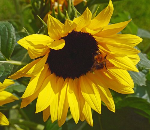 sunflower  blossom  bloom