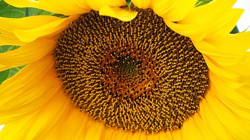 sunflower  blossom  bloom