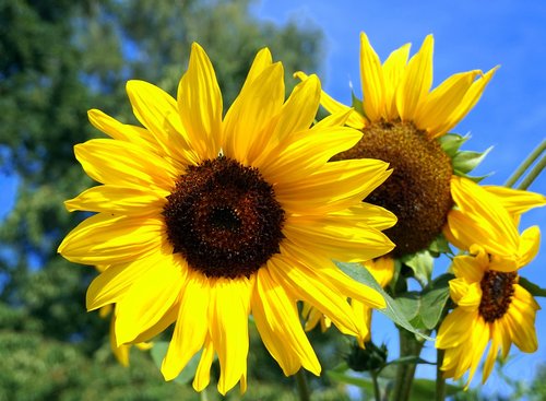 sun flower  yellow  blossom