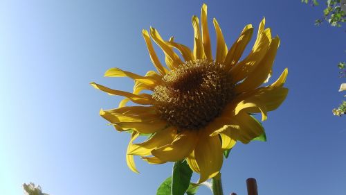 sun flower blossom bloom