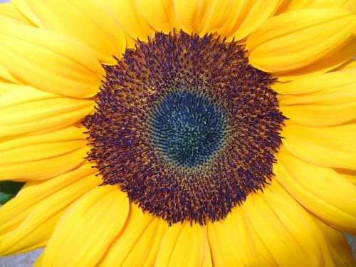 sun flower close blossom