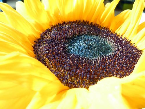 sun flower close blossom