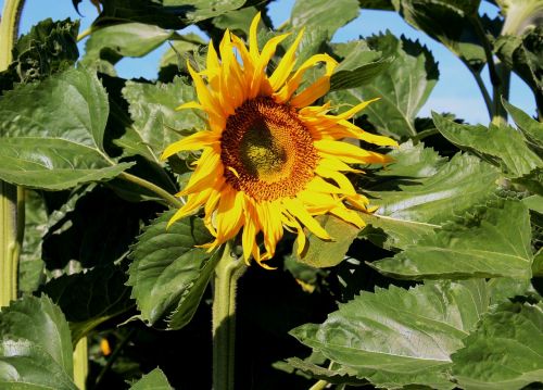 sun flower sunflower field detail