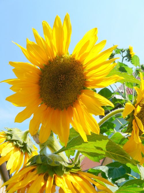 sun flower yellow flower