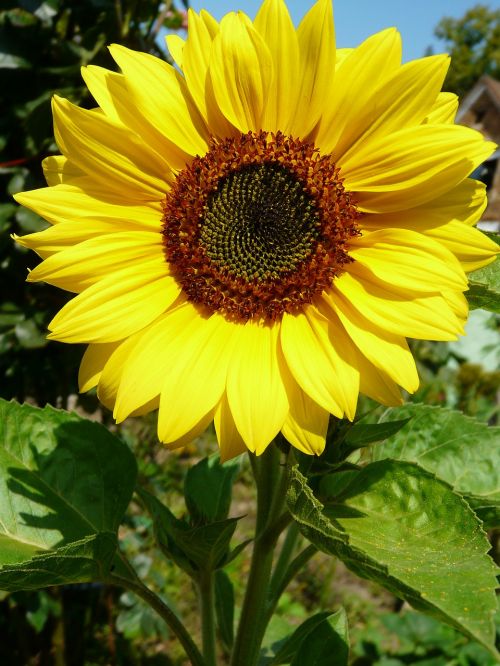 sun flower summer yellow