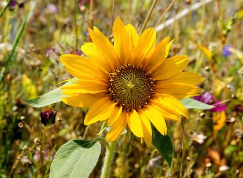 sun flower blossom bloom