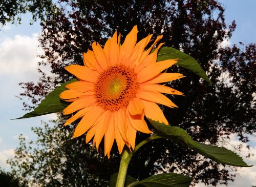 sun flower blossom bloom