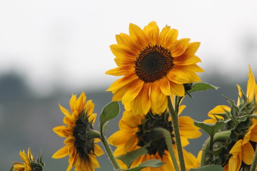 sun flower  nature  flowers