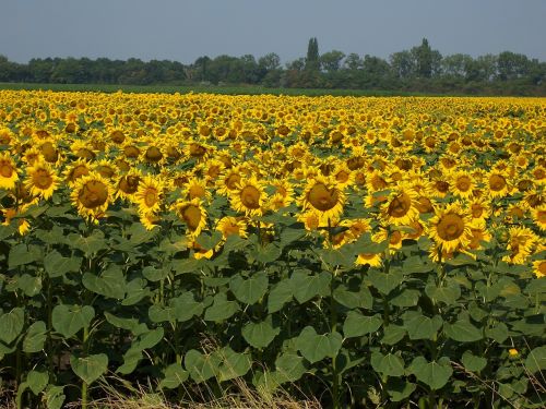 sun flower field yellow