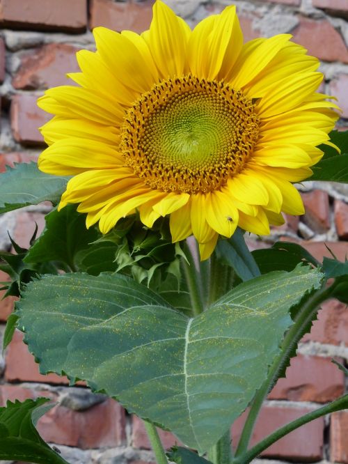 sun flower yellow blossom