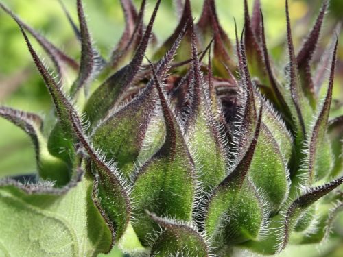 sun flower bud flower