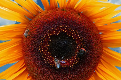 sun flower summer bee