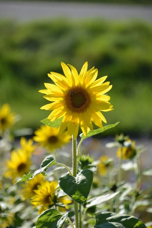 sun flower flowers summer