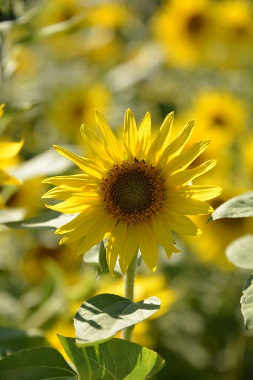 sun flower flowers summer