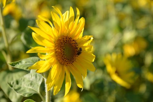 sun flower nature summer