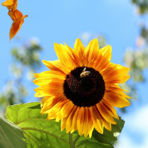 sun flower flower yellow