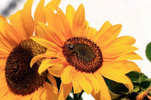 sun flower helianthus annuus composites