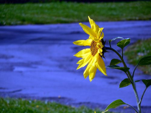 sun flower blossom bloom