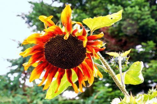 sun flower bloom flower