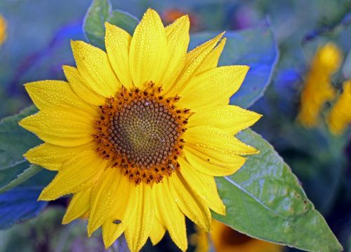 sun flower flower yellow