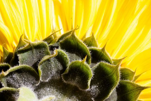 sun flower helianthus annuus flower