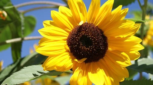 sun flower flower yellow