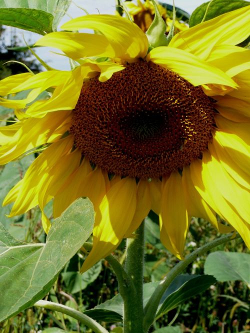 sun flower summer blossom