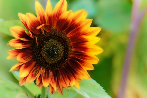 sun flower flora nature