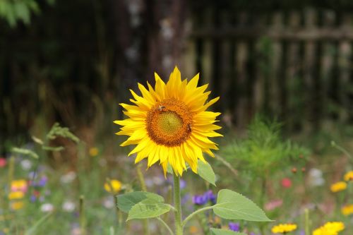 sun flower blossom bloom