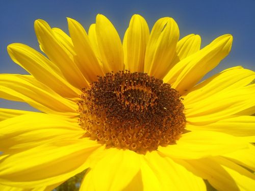 sun flower yellow summer