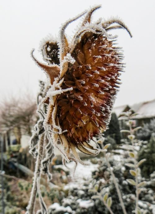 sun flower frozen winter