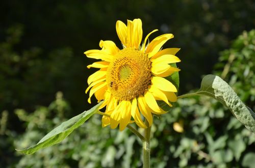 sun flower flower incomplete