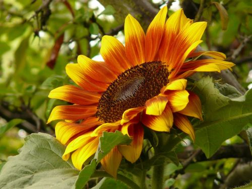 sun flower flower blossom