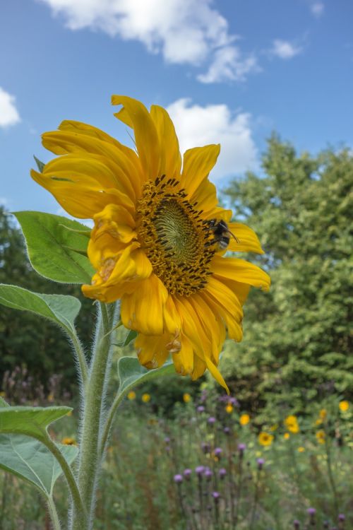 sun flower blossom bloom