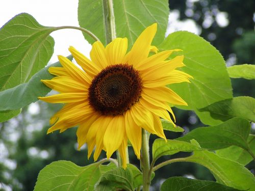 sun flower flower nature